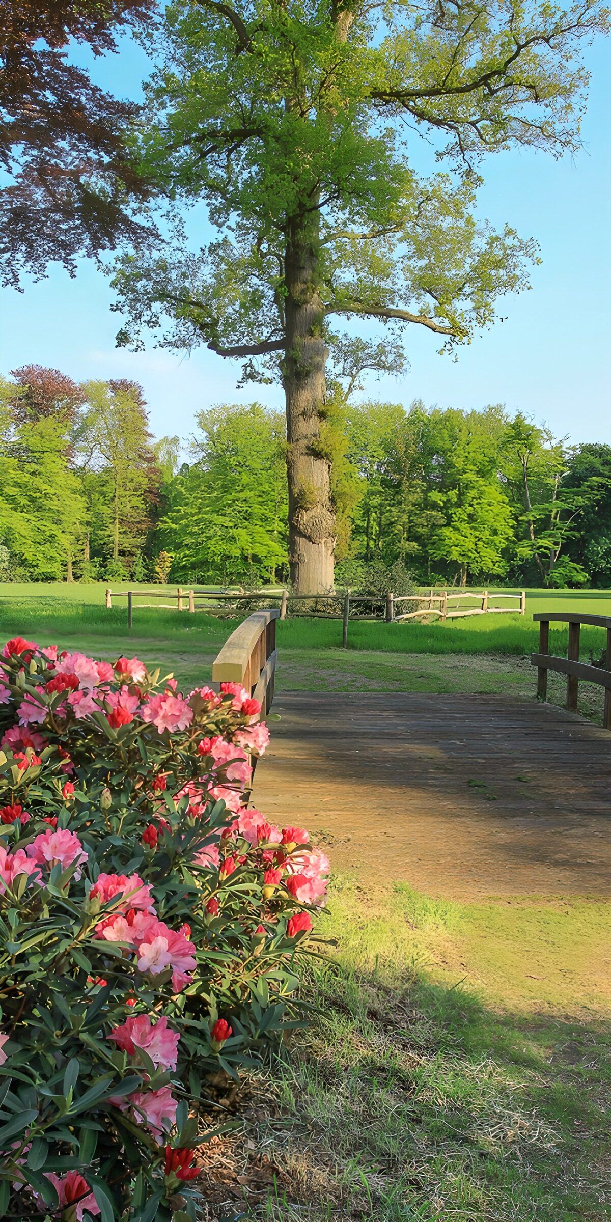 Holzbrücke im Park mit rosa Blüten
