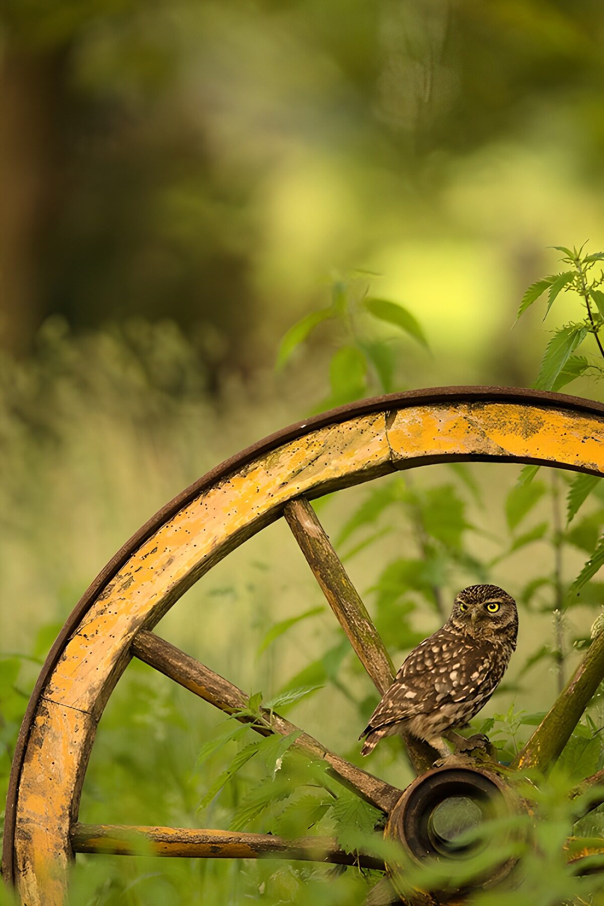 Kleine Eule auf verwittertem Holzrad