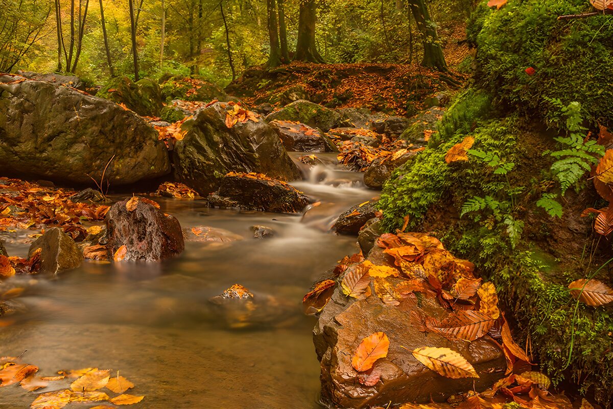 Seidenwasser im goldenen Herbstwald