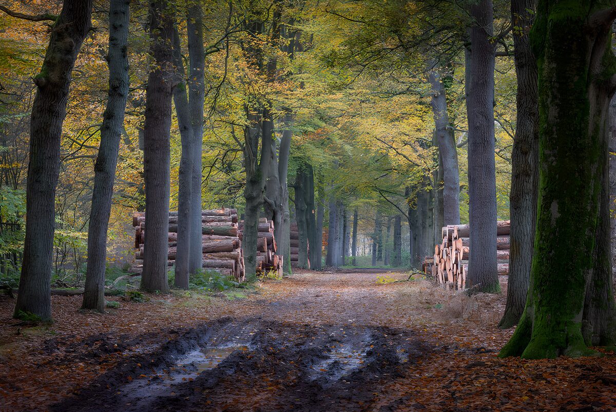 Herbstlicher Waldweg mit tiefen Fahrspuren