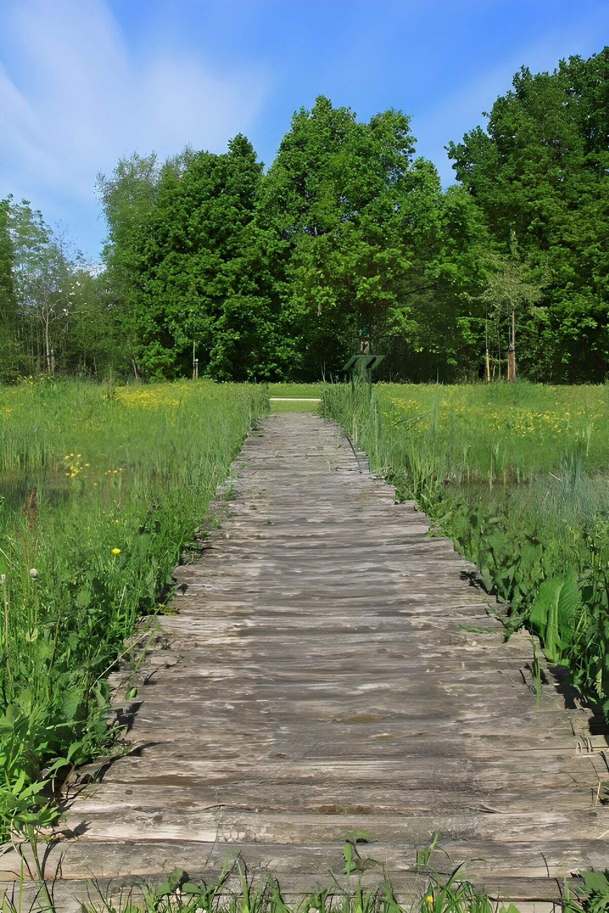 Holzbohlenweg durch die Sommerwiese