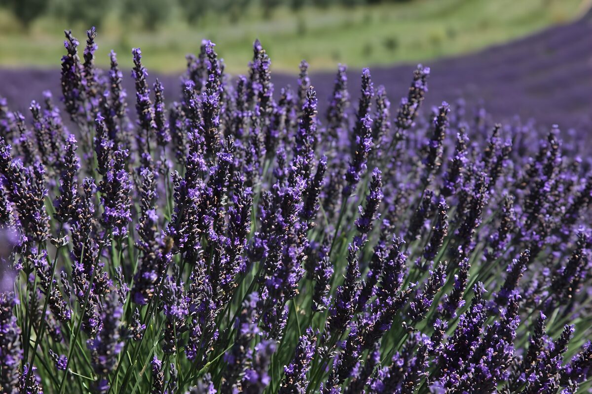 Blühender Lavendel im hellen Sonnenlicht