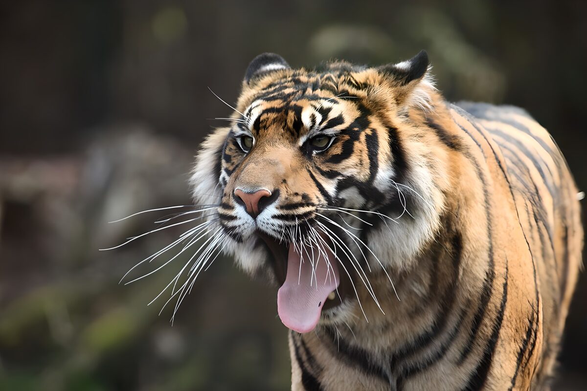 Tiger mit offenem Maul in Nahaufnahme