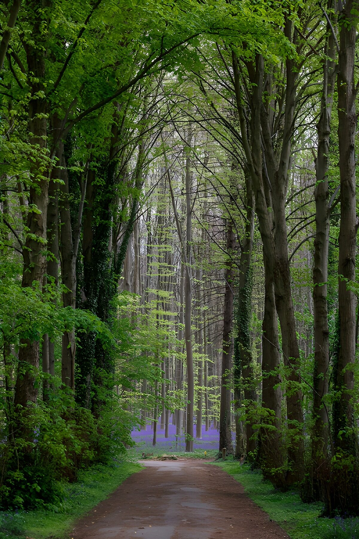 Waldweg mit blauem Blütenteppich