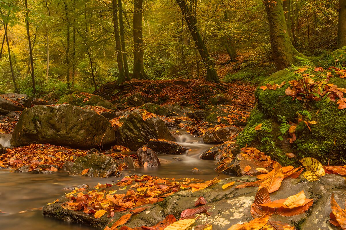 Leiser Bach unter goldenem Blätterdach
