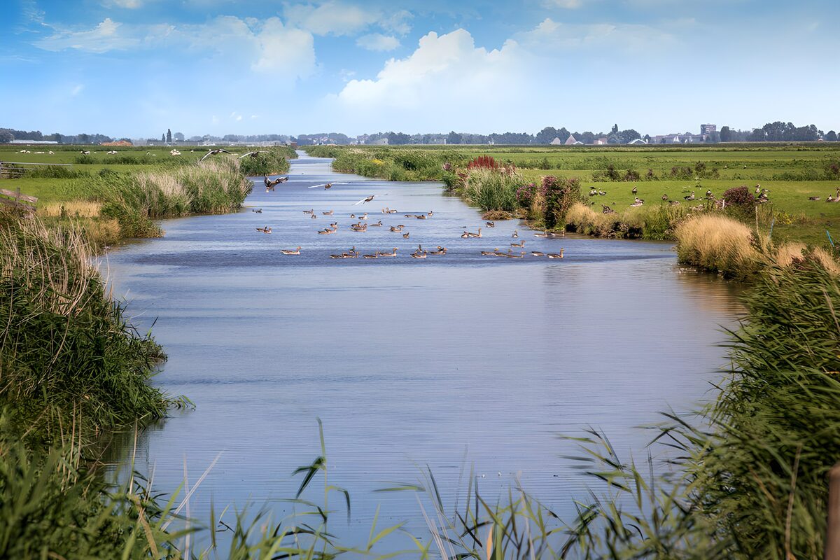 Gänse auf dem Kanal im Grünen