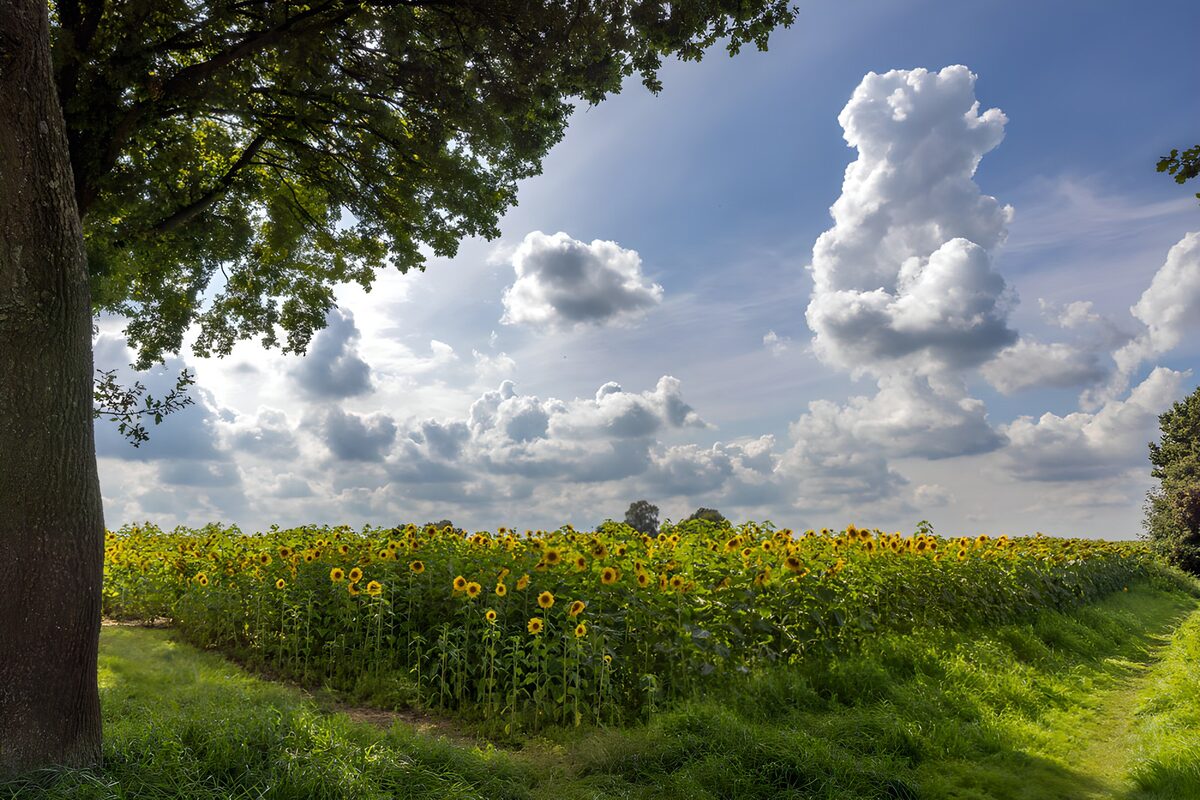 Sonnenblumenfeld unter großen Sommerwolken