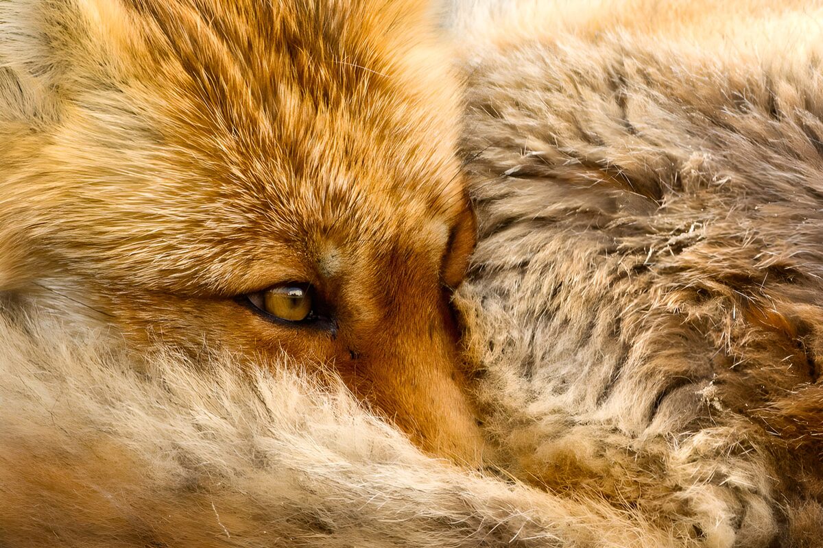 Ruhender Rotfuchs mit wachem Blick