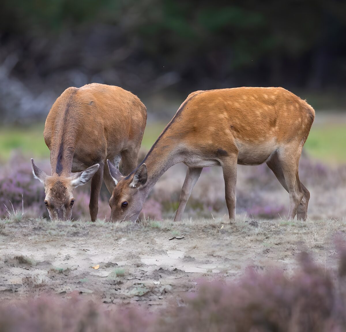 Zwei Hirsche grasen in aller Ruhe