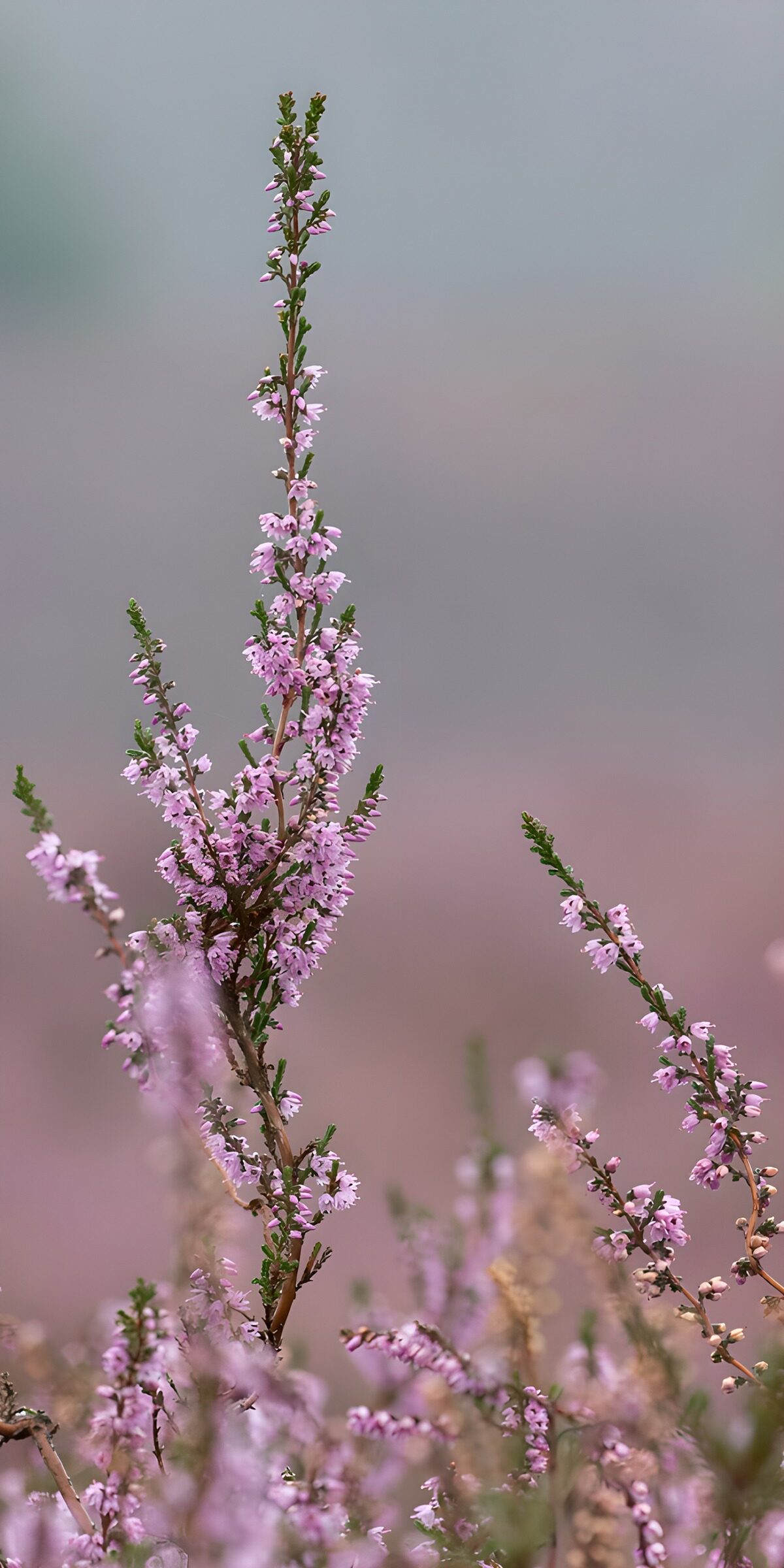 Besenheide mit zartrosa Blüten