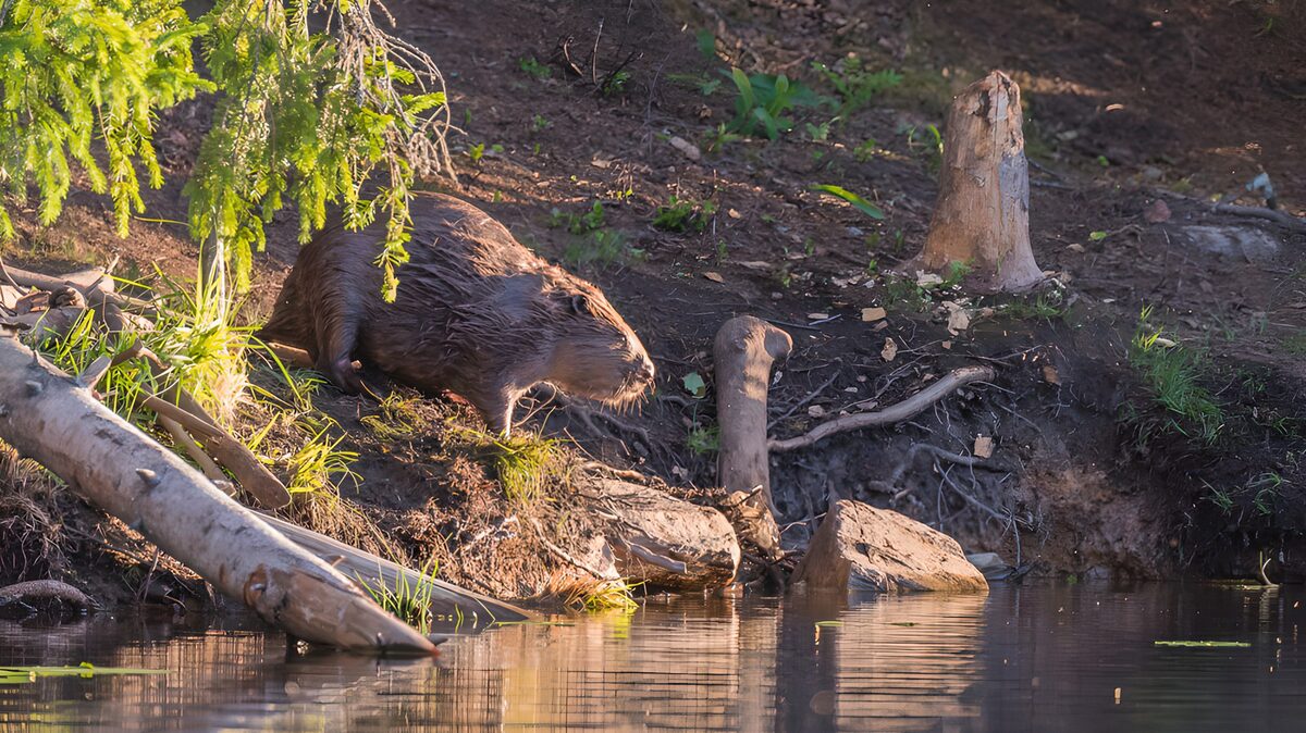 Biber am Ufer im warmen Sonnenlicht