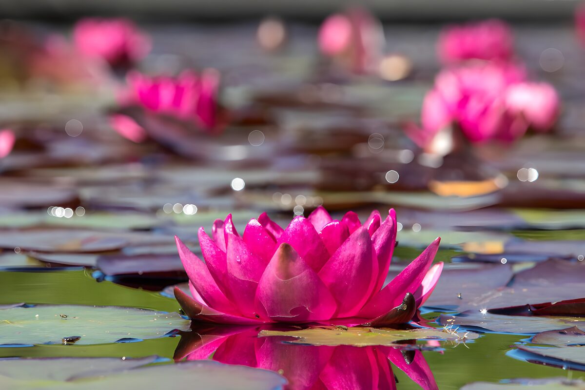 Rosa Seerose zwischen Schwimmblättern
