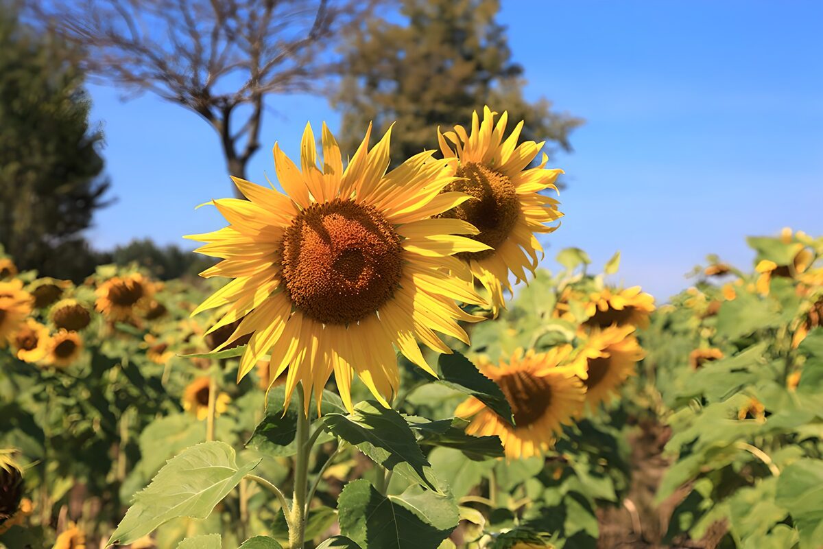 Sonnenblumen tragen den Sommer
