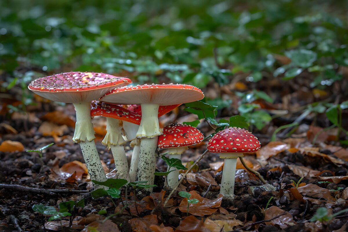 Fliegenpilze im sanften Waldlicht