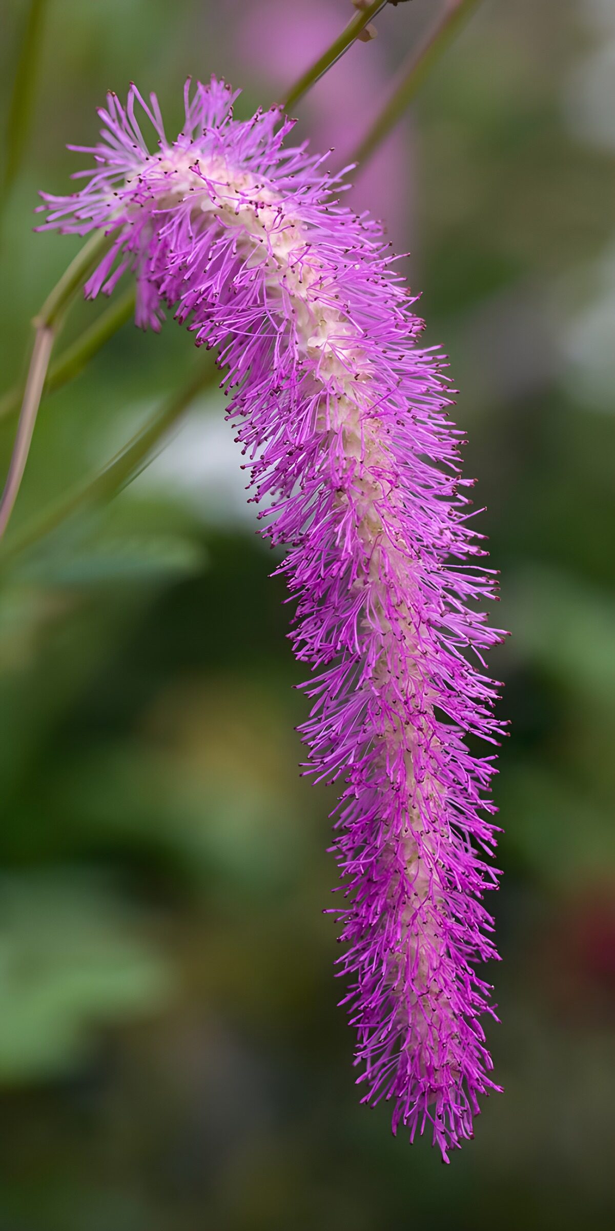 Rosa Blütenähre in Nahaufnahme