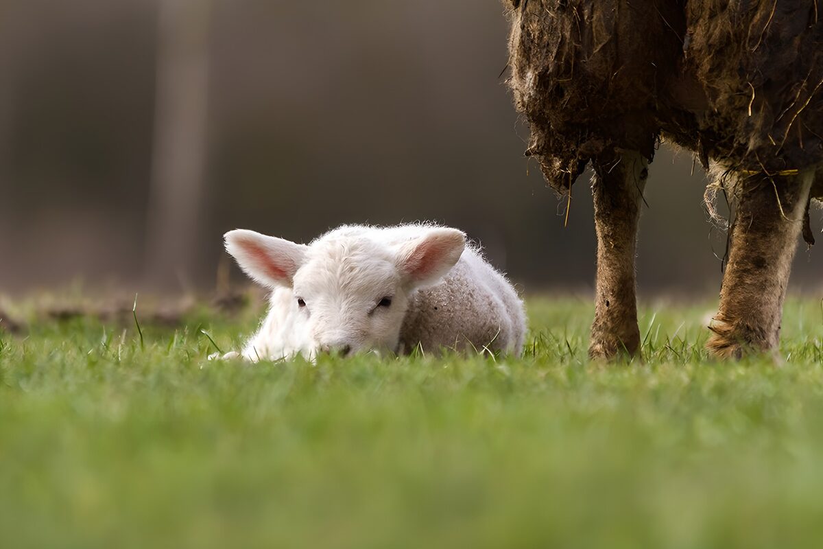 Weißes Lamm ruht im Gras