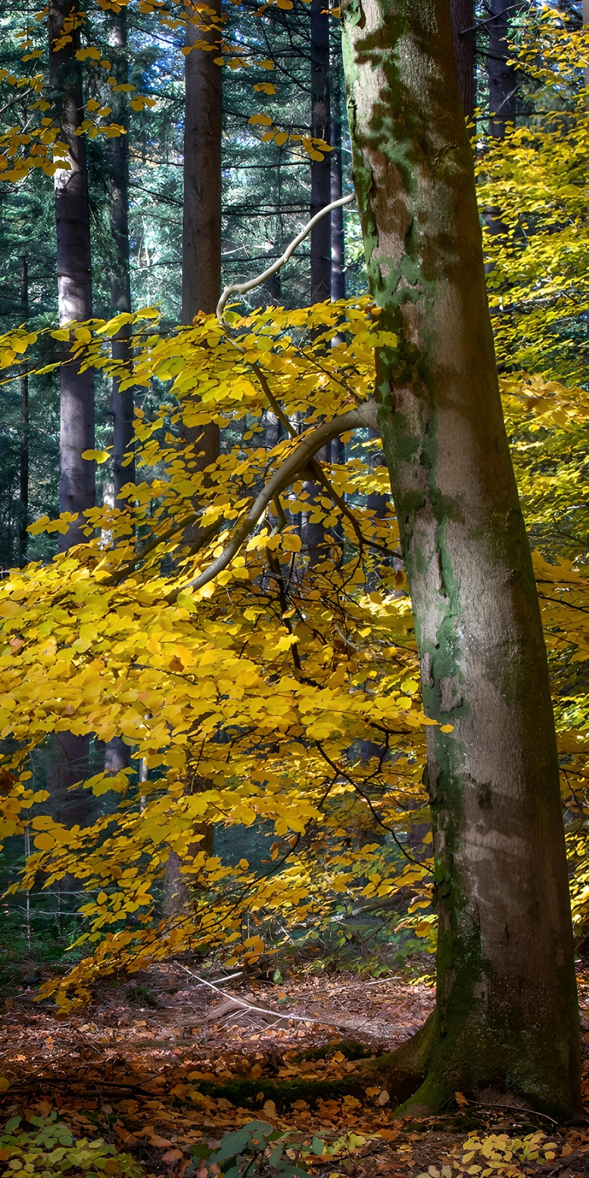 Buche mit gelbem Herbstlaub