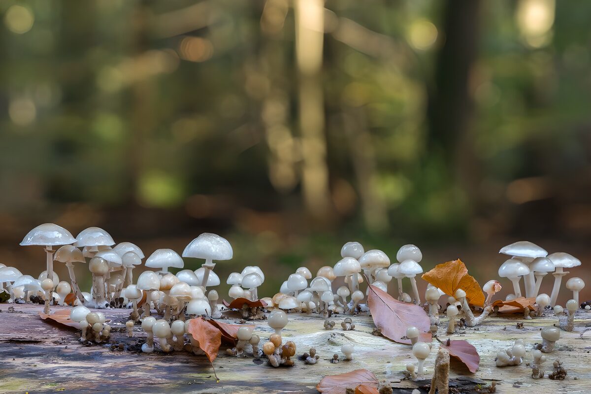 Kleine weiße Pilze auf morschem Holz
