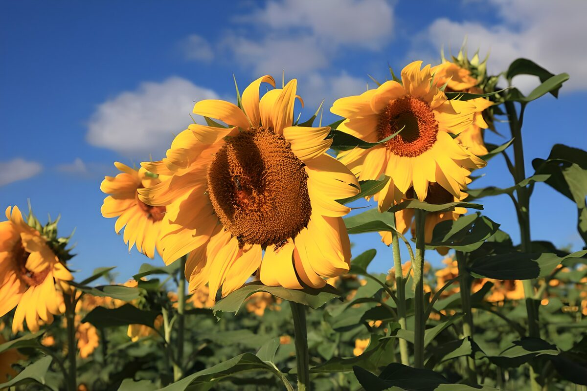 Sonnenblumen unter blauem Sommerhimmel