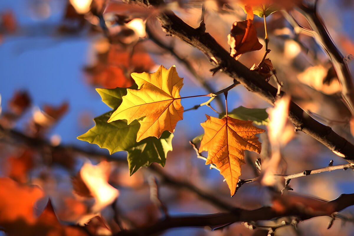 Gelbe und orange Blätter im Sonnenlicht