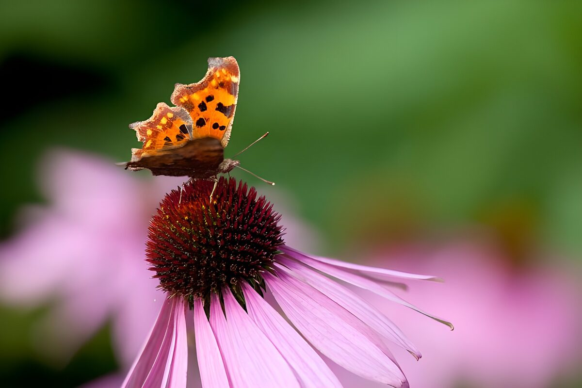 Schmetterling auf rosa Sonnenhut