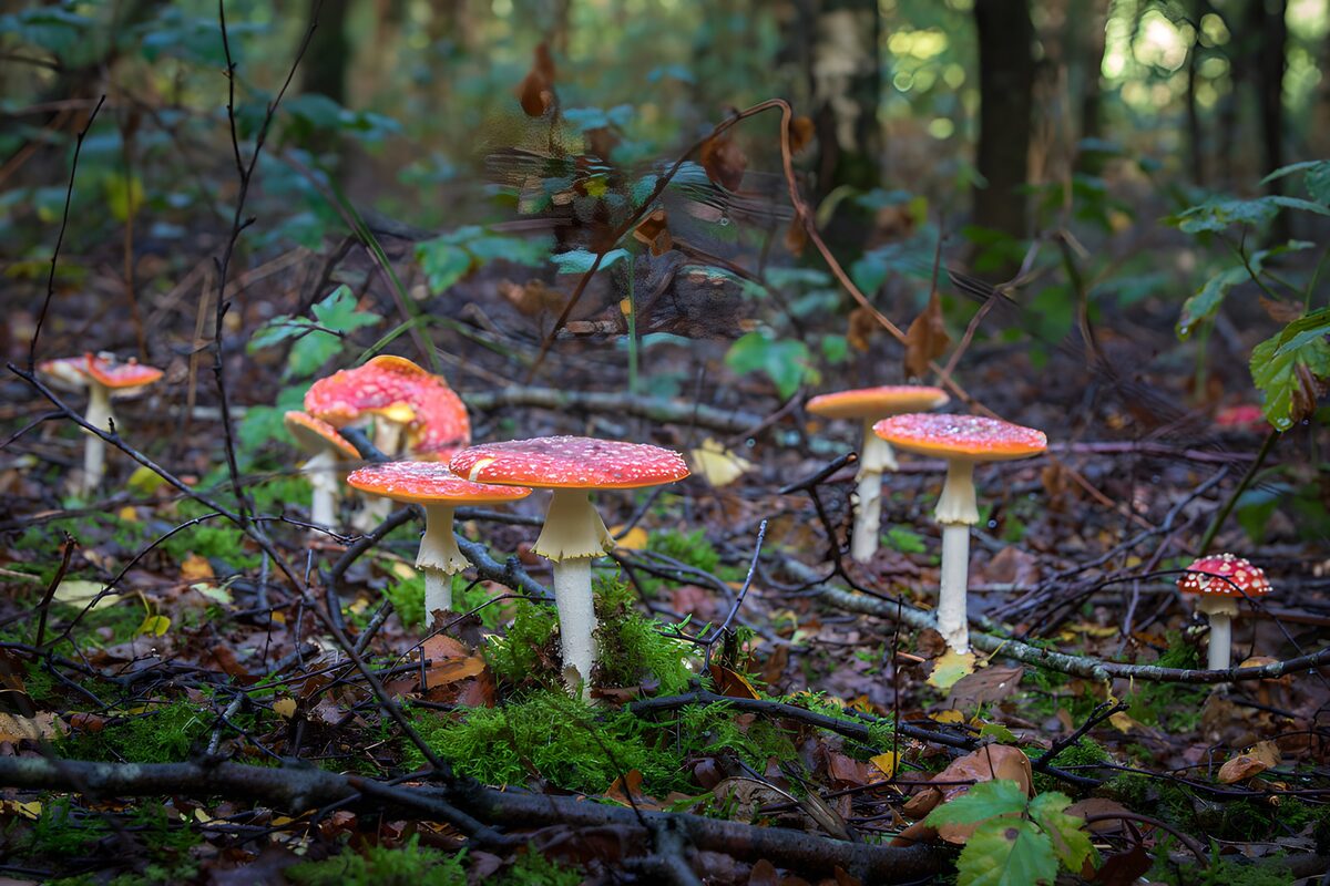 Fliegenpilze im leisen Licht des Waldes