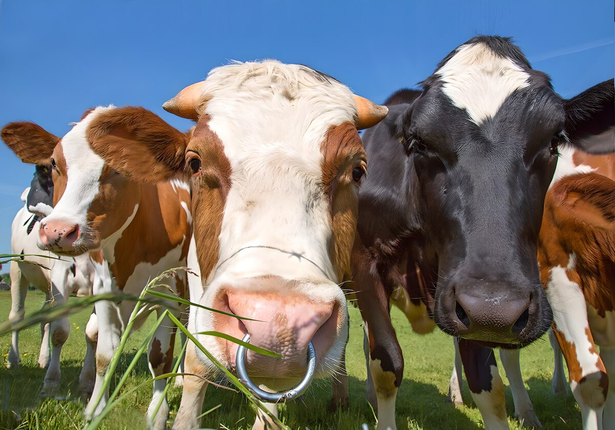 Neugierige Rinder auf grüner Weide