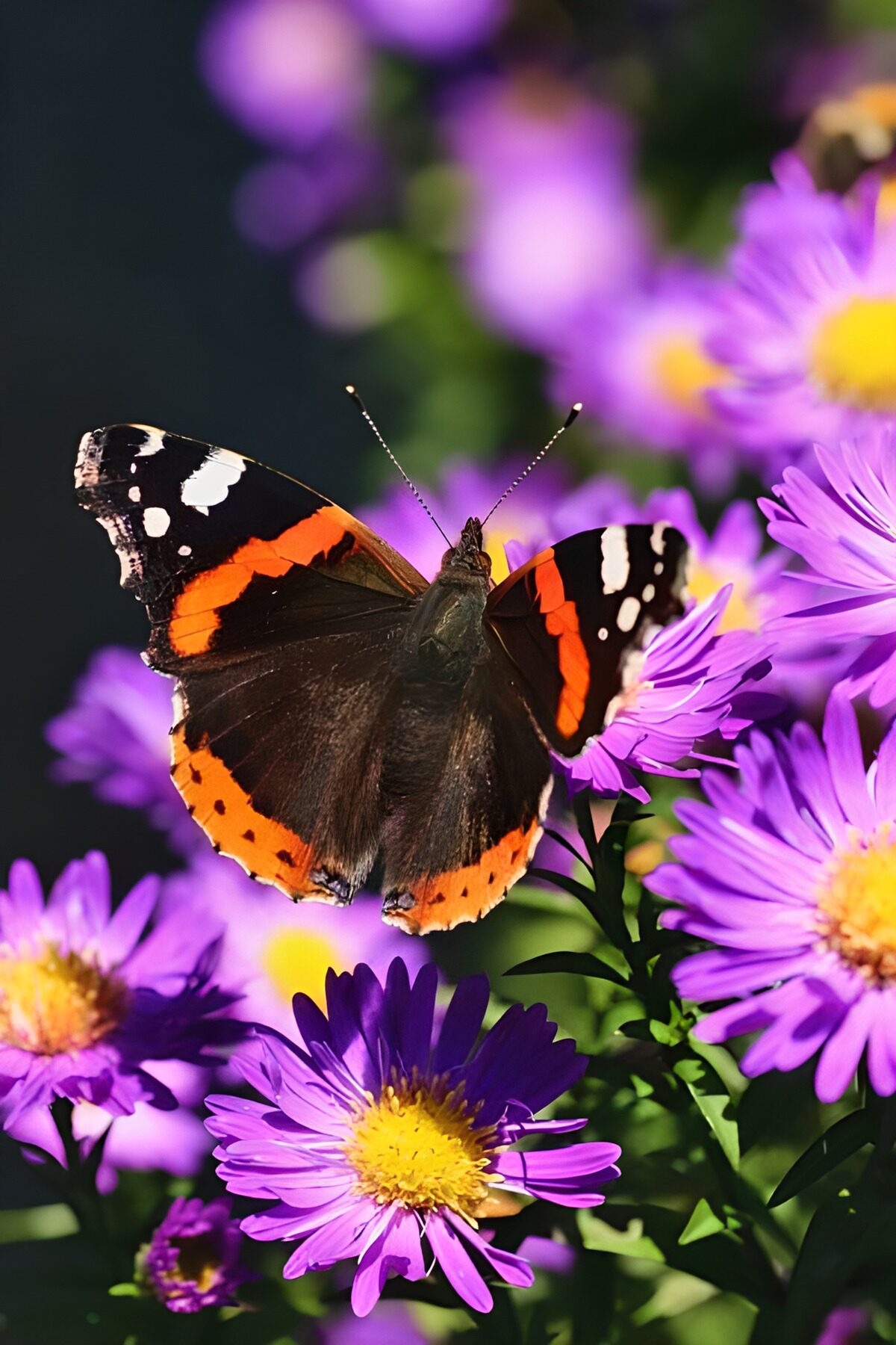 Schmetterling auf violetten Astern