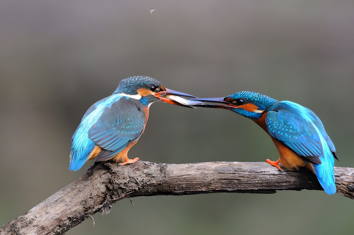 Zwei Eisvögel mit Fisch auf altem Ast
