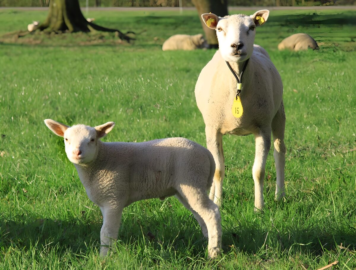 Schaf und Lamm auf saftig grüner Wiese
