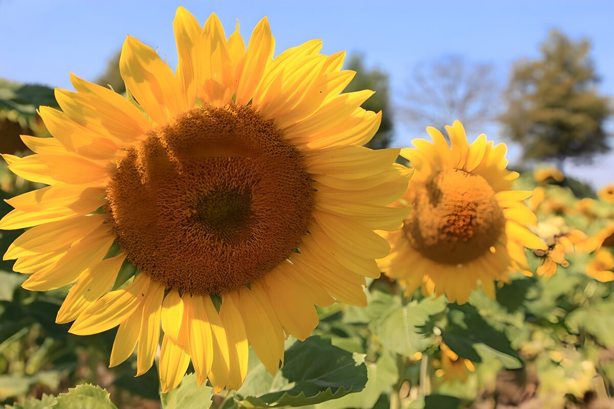 Sonnenblumen im warmen Sonnenlicht