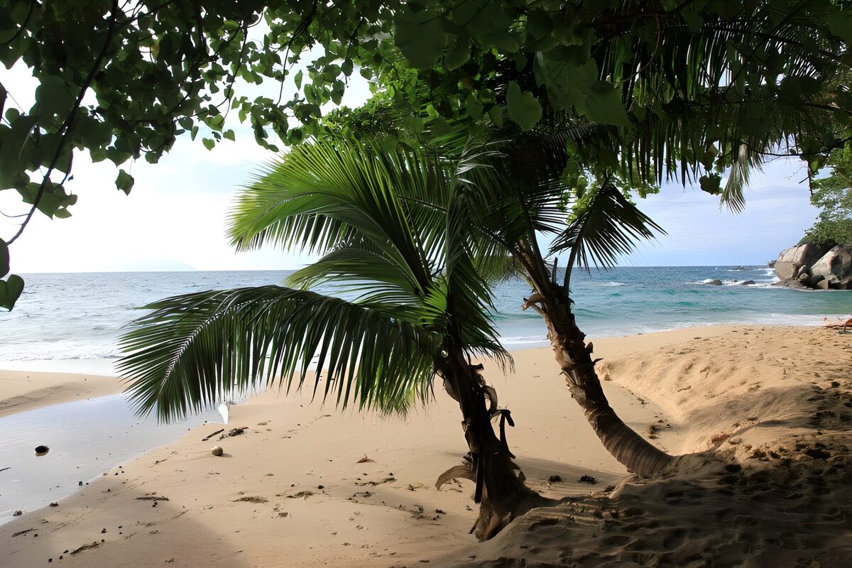 Tropenstrand im Schatten zweier Palmen