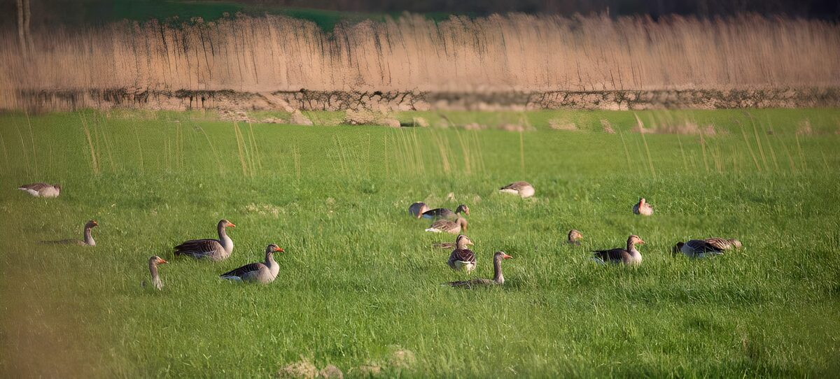 Gänse auf der Wiese im warmen Licht