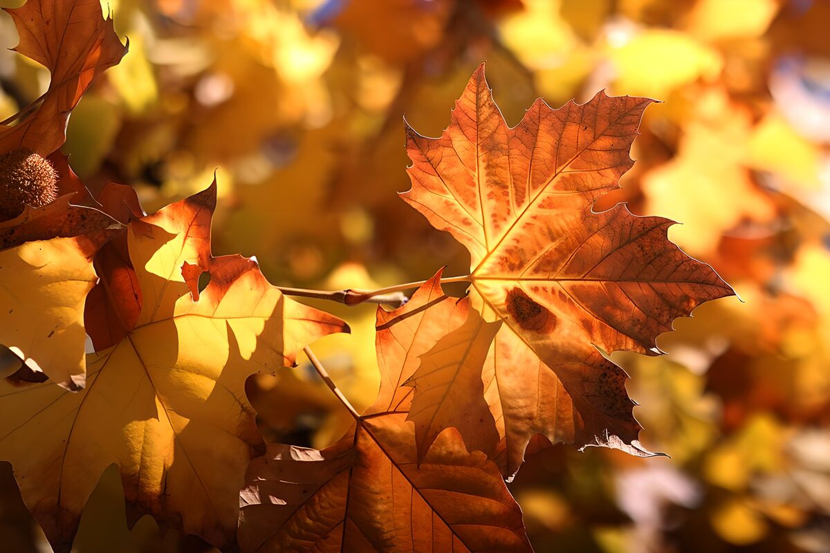 Orangebraunes Herbstblatt im Gegenlicht
