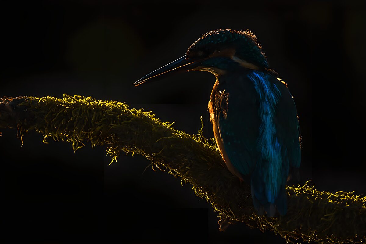 Eisvogel auf Moosast im Gegenlicht