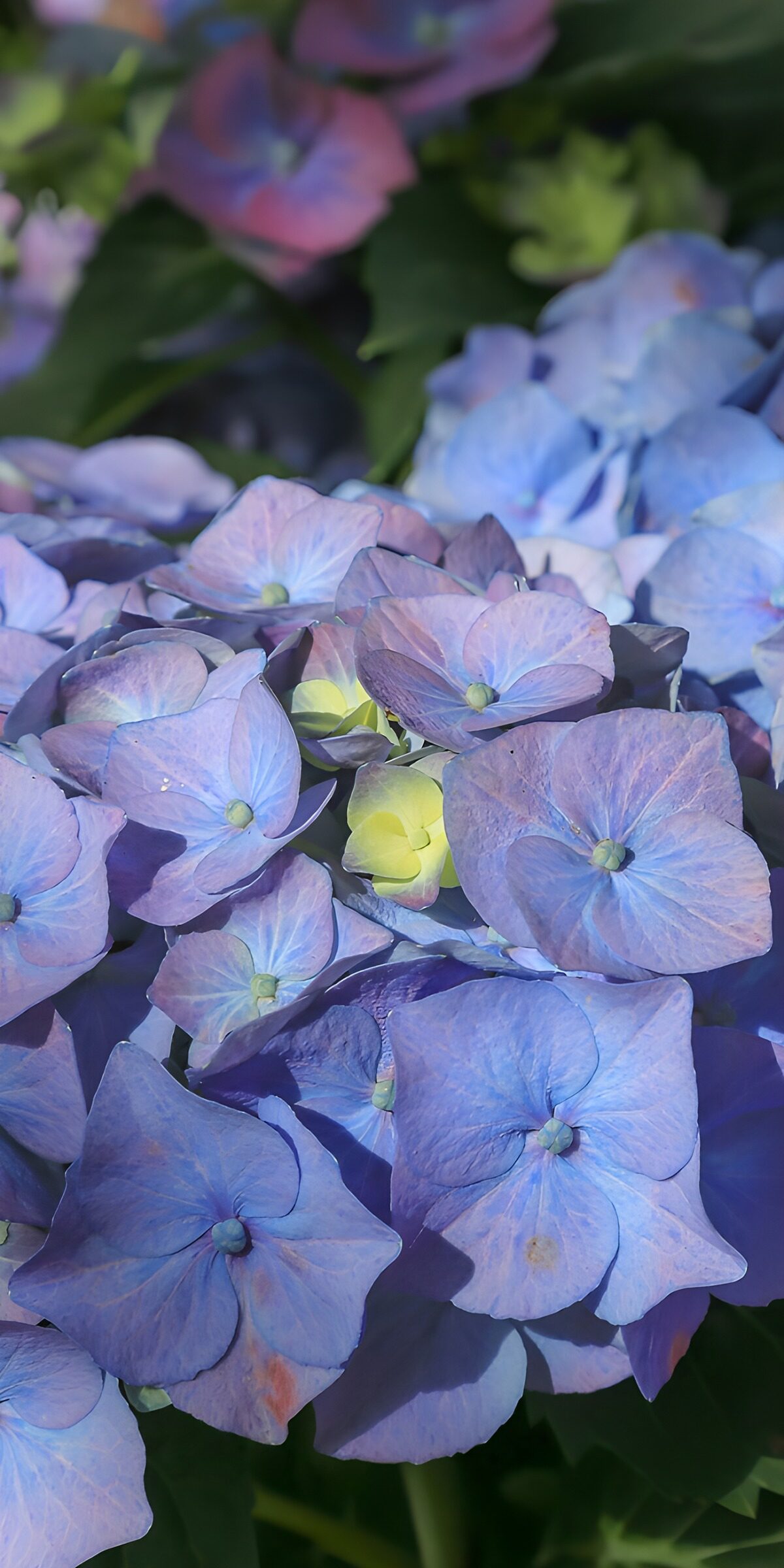 Hortensien in zartem Blau und Lila
