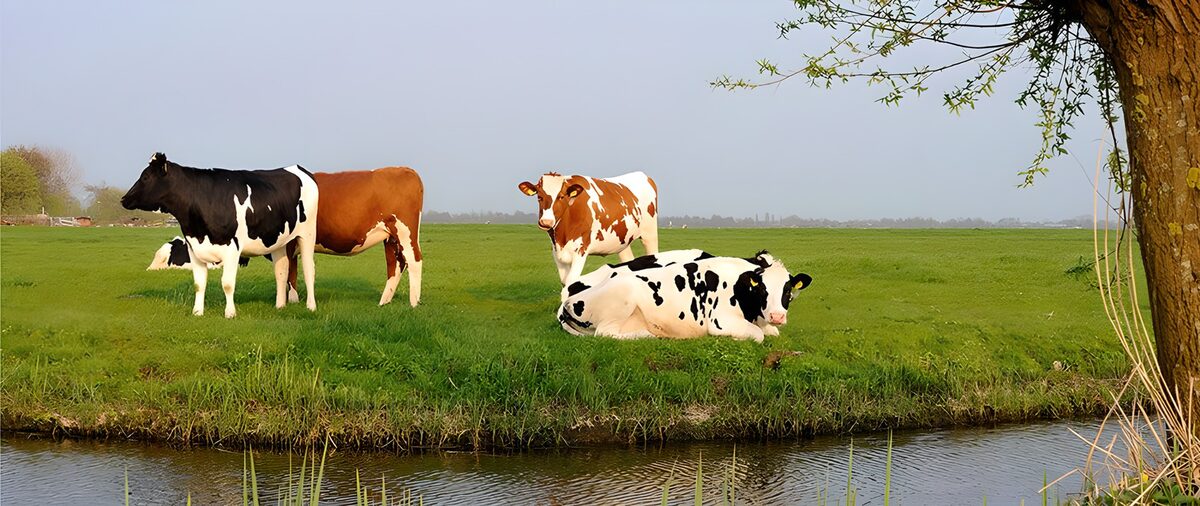 Kühe auf grüner Weide am Graben
