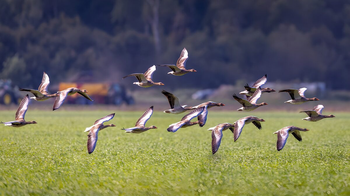 Gänse im Tiefflug über saftigem Grün