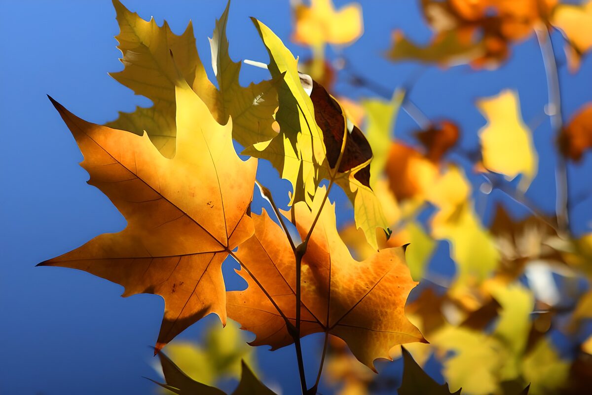Gelbe Herbstblätter im Gegenlicht