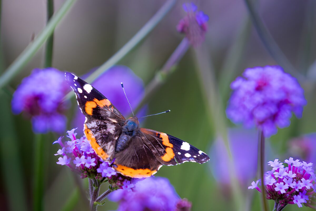 Admiral auf lila Blüten
