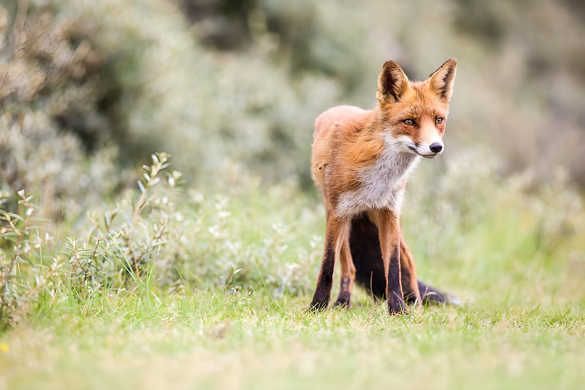 Rotfuchs im Gras mit wachem Blick