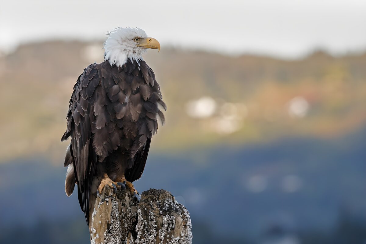 Weißkopfseeadler in stiller Wachsamkeit