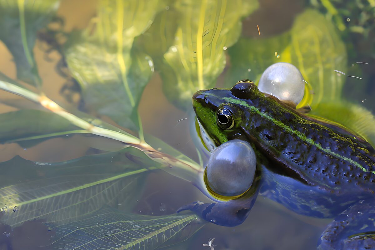 Rufender Frosch zwischen Wasserpflanzen
