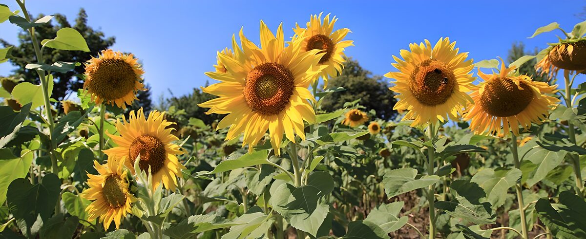 Sonnenblumen auf Kuschelkurs