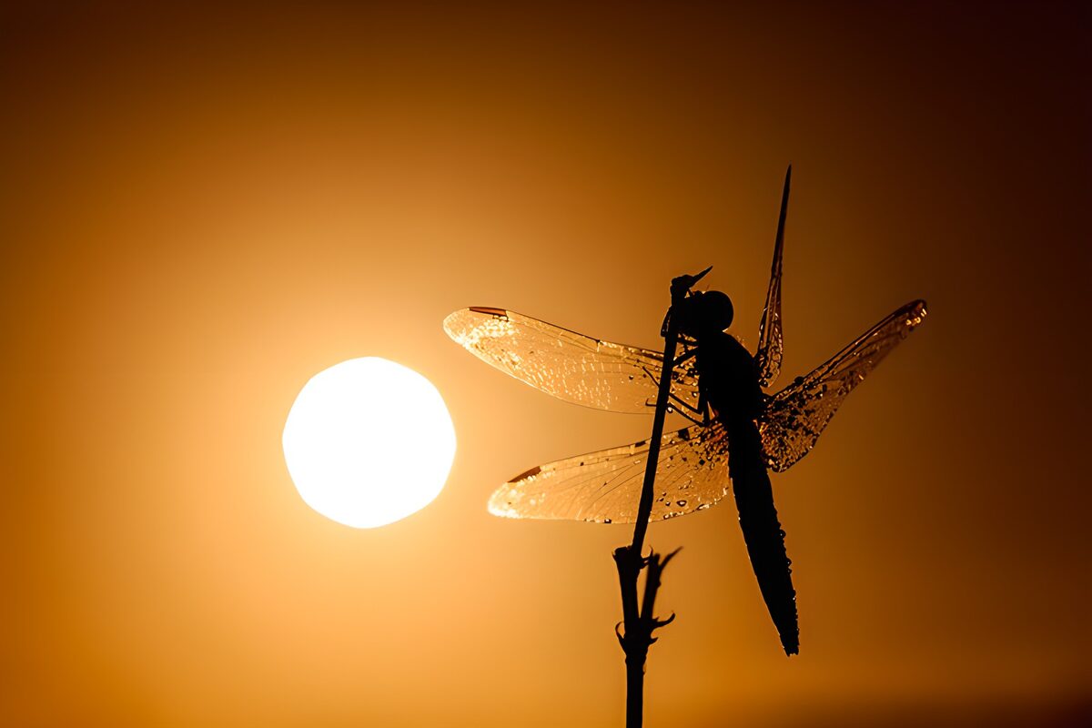 Libelle im warmen Gegenlicht