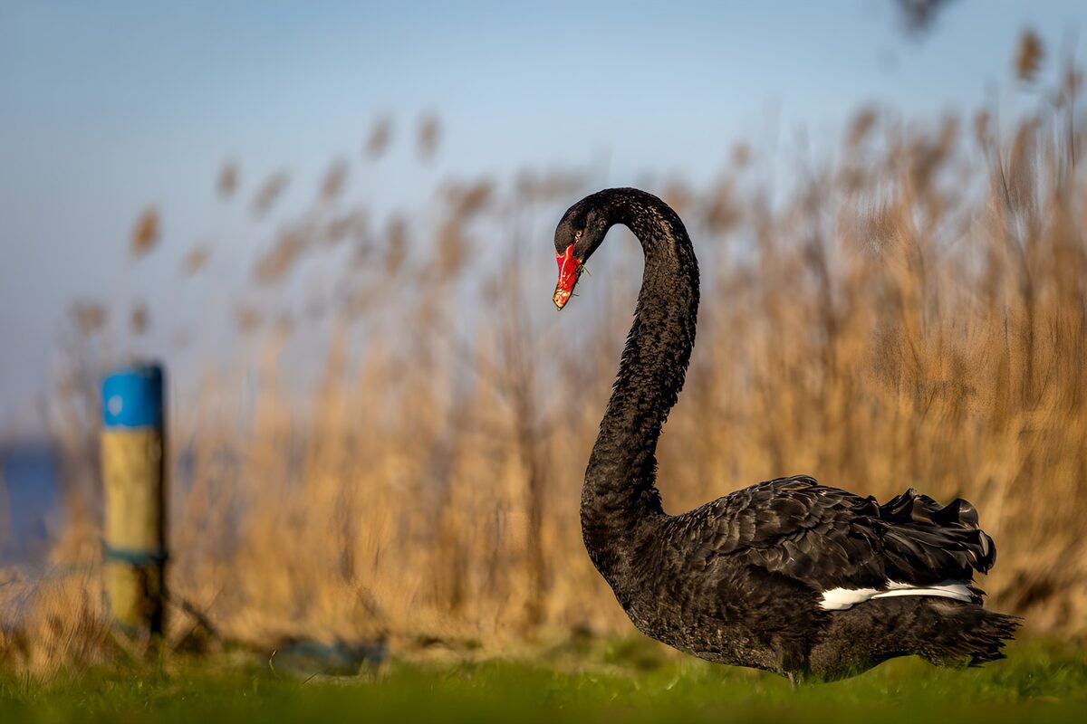 Schwarzer Schwan am sonnigen Schilfufer
