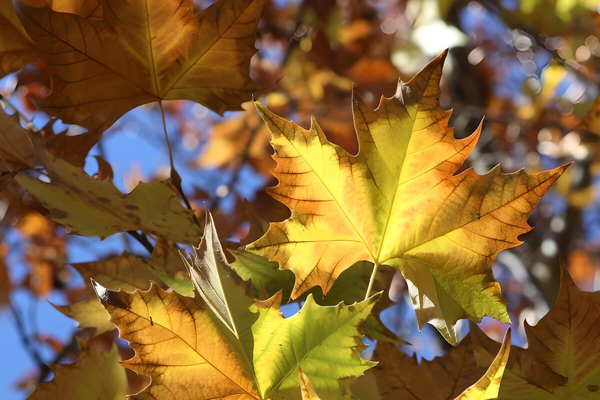 Goldgelbes Herbstblatt im Gegenlicht