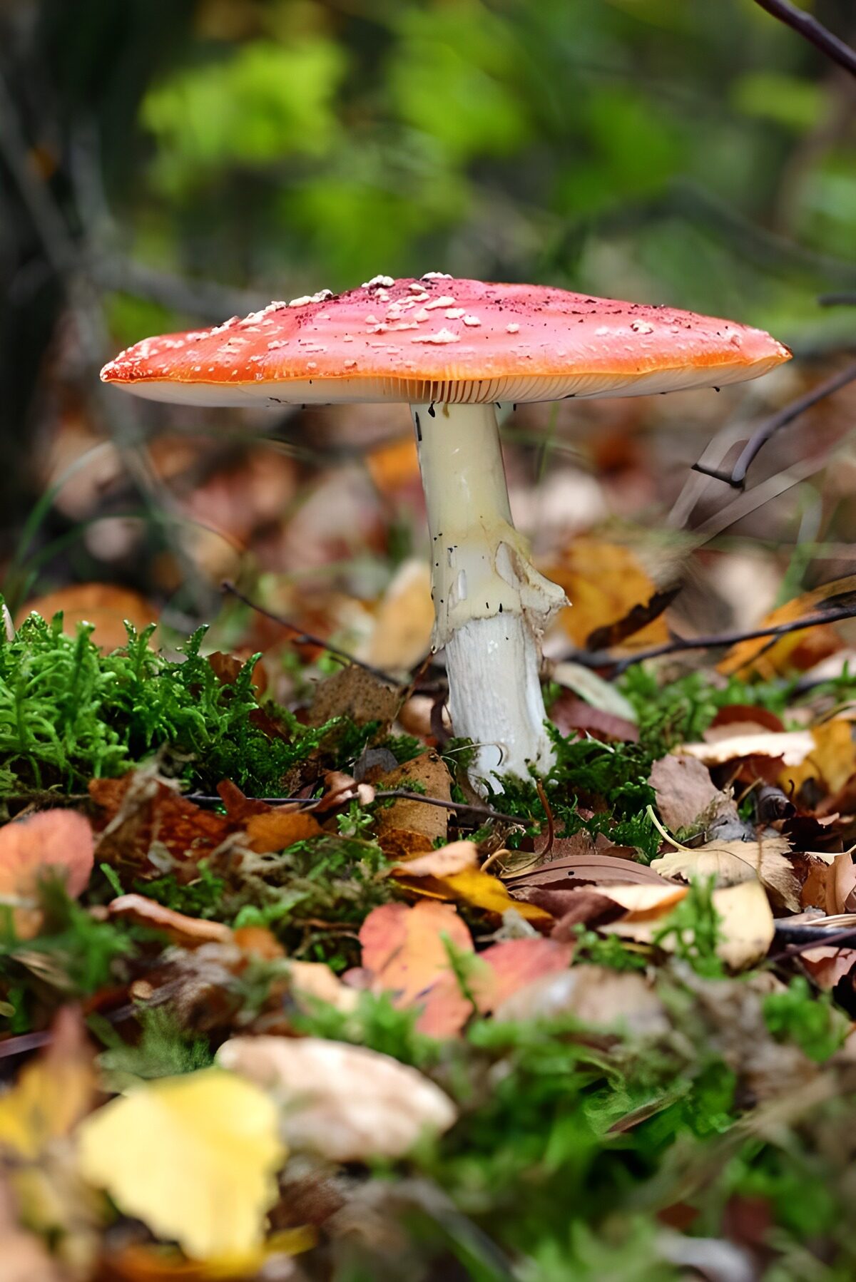 Fliegenpilz im herbstlichen Moos