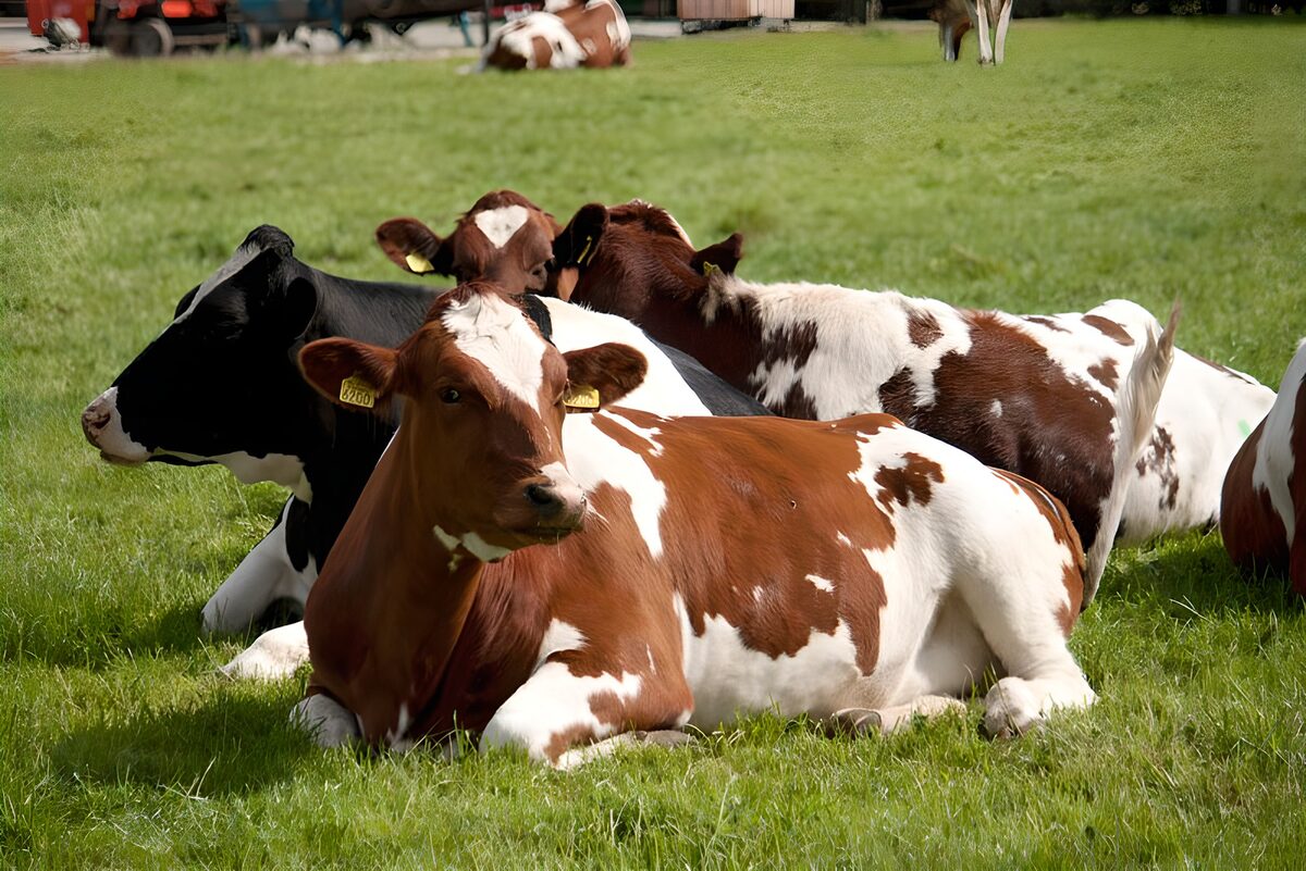 Kühe ruhen dicht beieinander im Gras