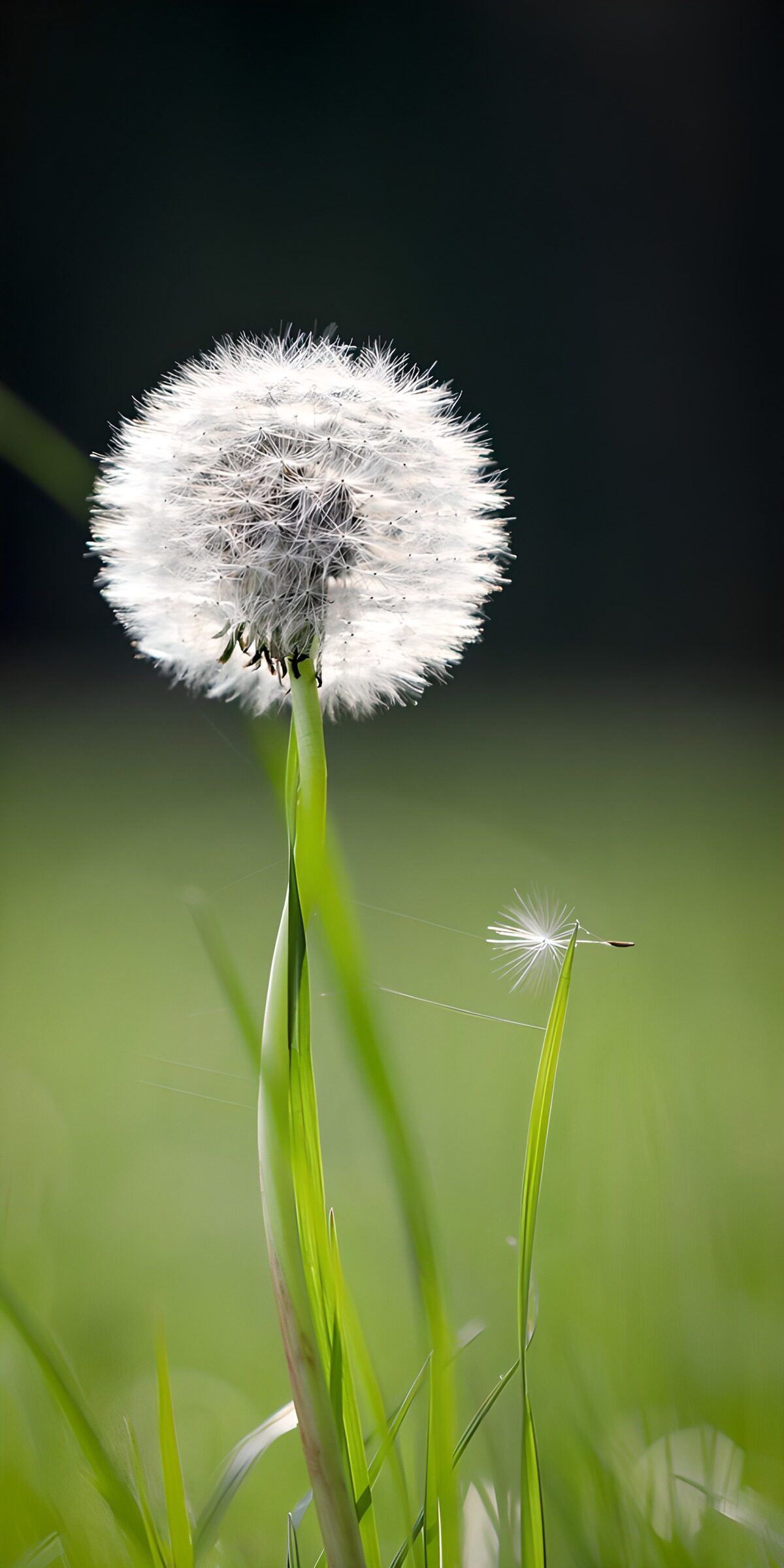 Weiße Pusteblume im grünen Gras